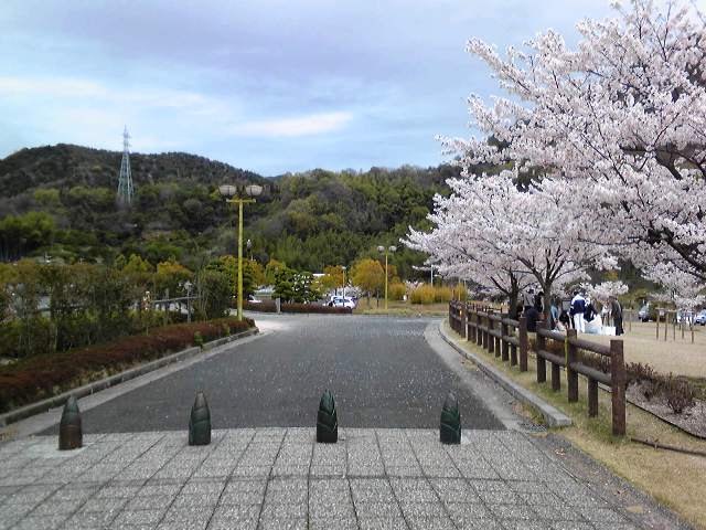 桜とタケノコ車止め