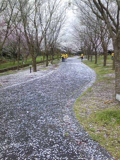 桜の花びら小道