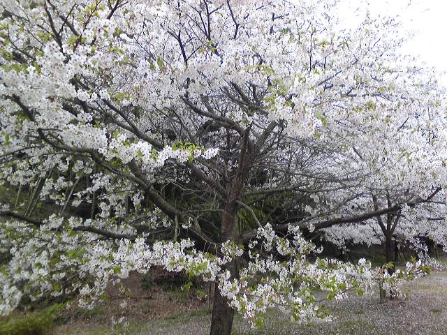 香りのする桜