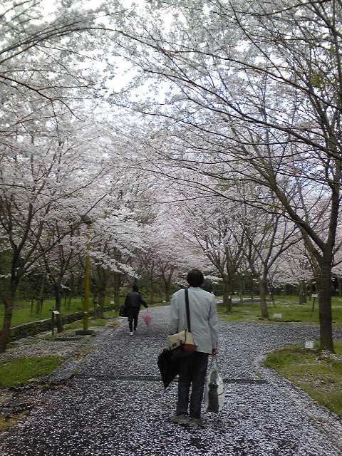 桜トンネル