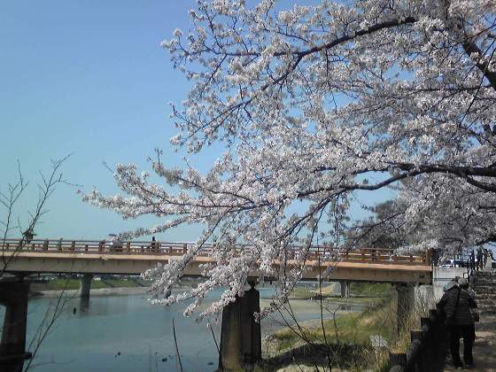 旭川沿い桜並木