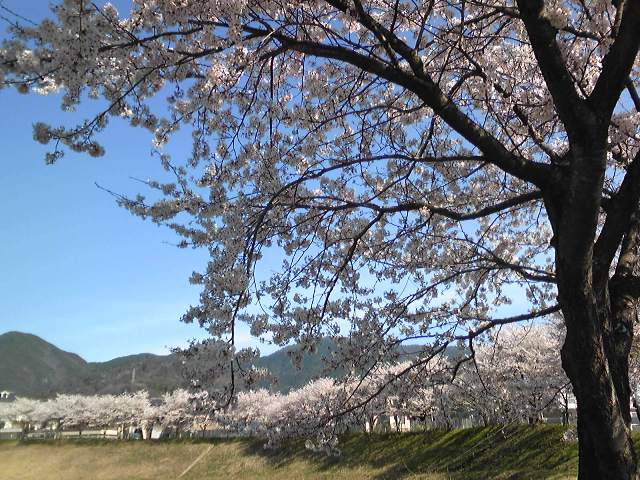 2010年4月8日 桜並木