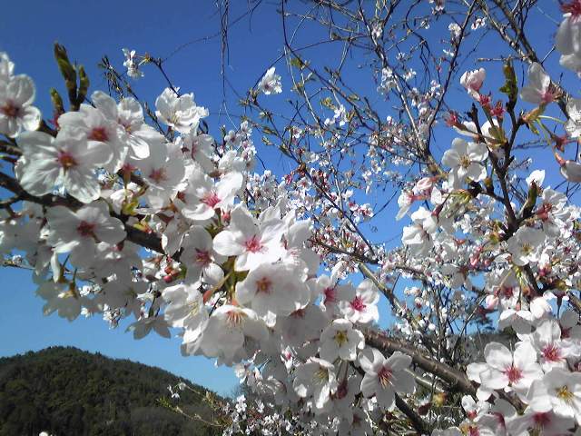 2010年4月8日 桜アップ