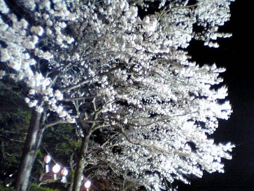 2008年 夜桜。