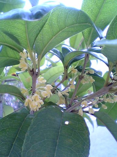 ギンモクセイ2008