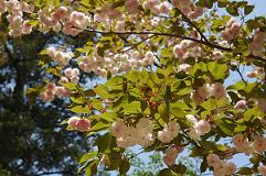 白峰の八重桜