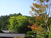 丹生津姫神社大銀杏.JPG