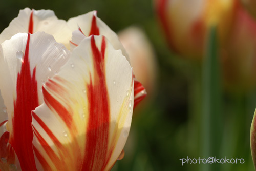 tulip25