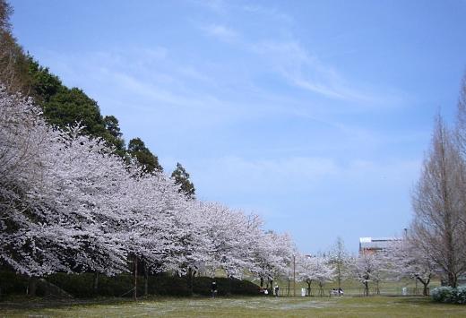 四季の里公園の桜