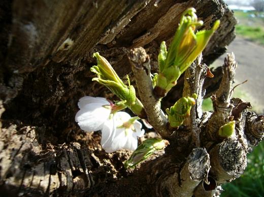 福岡堰（ふくおかぜき）の桜