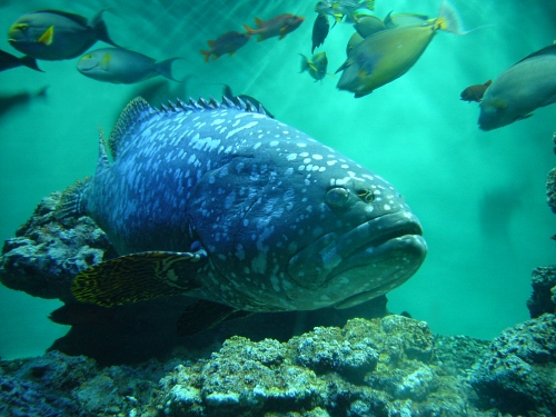 葛西臨海水族園