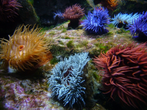 葛西臨海水族園