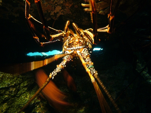 葛西臨海水族園