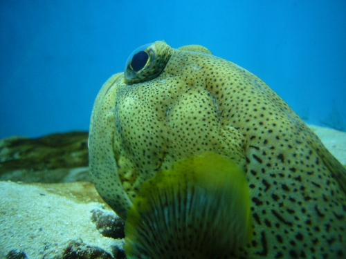 葛西臨海水族園