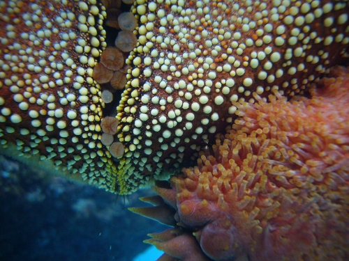 葛西臨海水族園