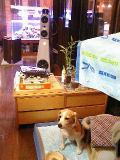 beagleさん宅_1