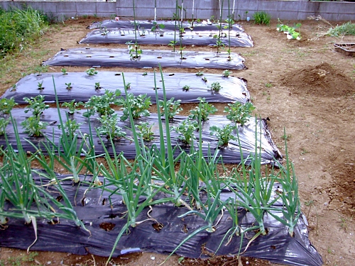 家庭菜園20090504