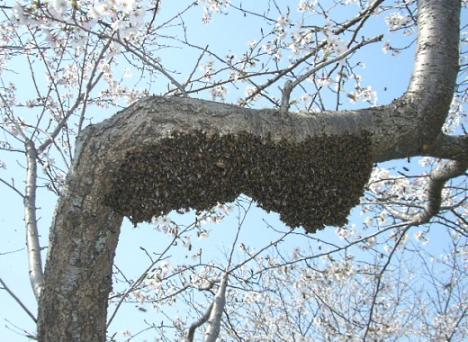 ミツバチの分巣