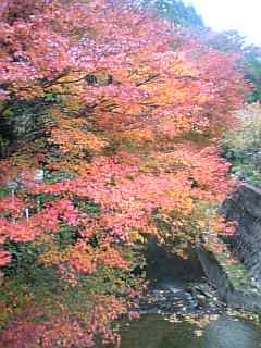 紅葉栂の尾