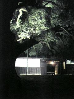 青蓮院楠２