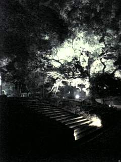 青蓮院楠３