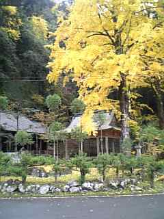 落葉神社イチョウ