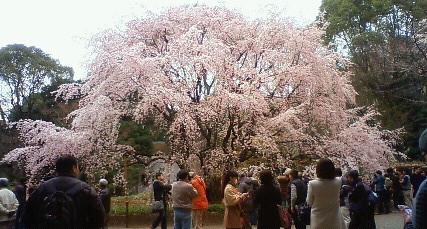 しだれ桜2011.jpg