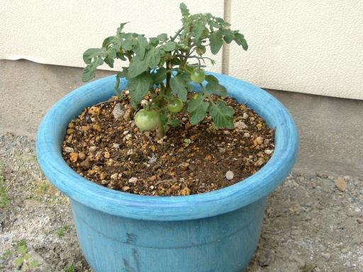 ミニトマトを植えたときの１０日後の様子