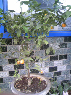 金柑　お母さん