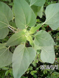 やっと蕾が・・・＾＾