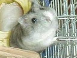 yobanashic1.jpg