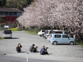 ２００６．０３．３１．　桜　１