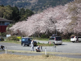 ２００６．０３．３１．　桜　２