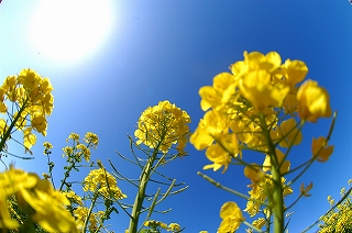 菜の花と太陽