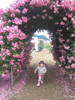坂城バラ４