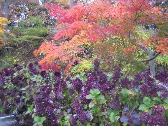 懐古園紅葉