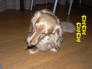 カミカミ.JPG