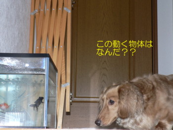 動く物体は？.JPG