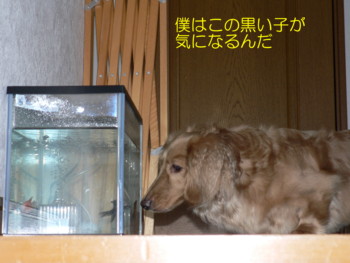 デメキンが好き.JPG