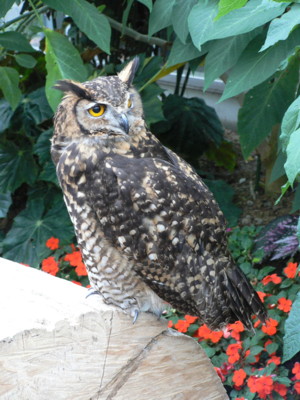 ふくろう・ミミズクのショー.JPG