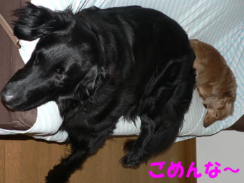 ごめんな.JPG