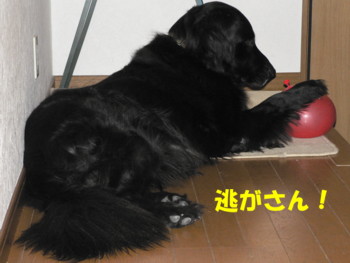 逃がさん.JPG
