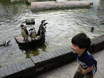 ペンギンさんかわいい～.JPG