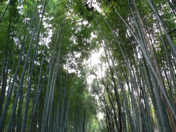嵯峨野の竹林