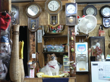 看板犬.JPG