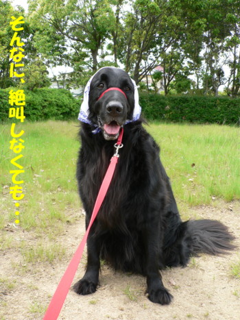 そんなに絶叫しなくしても.JPG