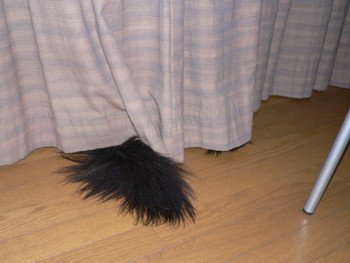 尻尾だけ.JPG