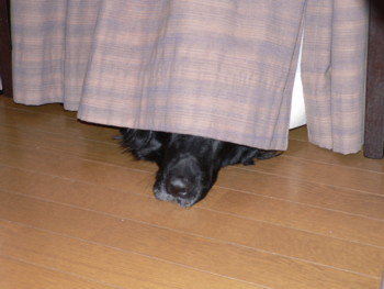 お鼻だけ.JPG