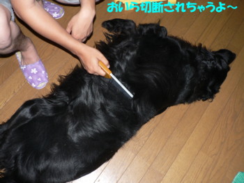 切断されちゃうよ～.JPG