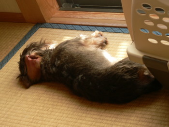 日向ぼっこ気持ち良い.JPG